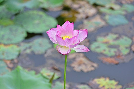 荷花特写