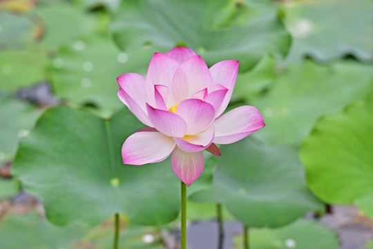 荷花特写