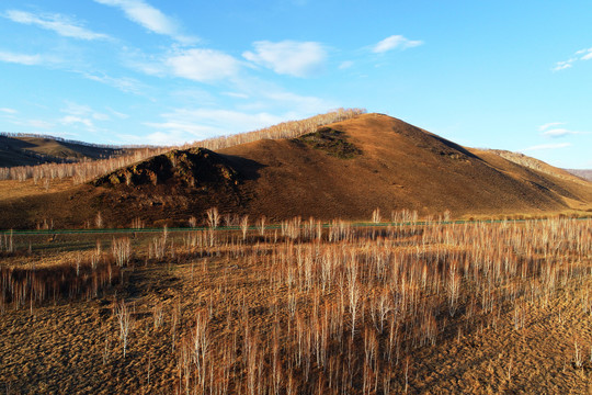 额尔古纳原野早春白桦林风景