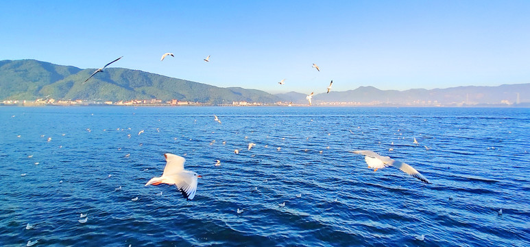 湖面上飞翔中的海鸥