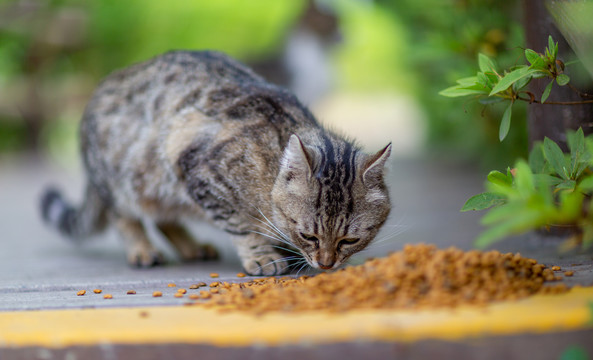 公园流浪猫