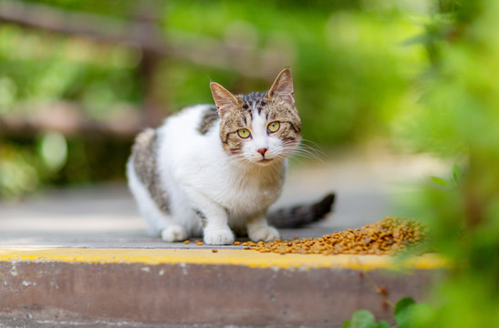 公园流浪猫