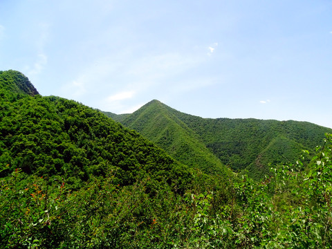 森林自然景观