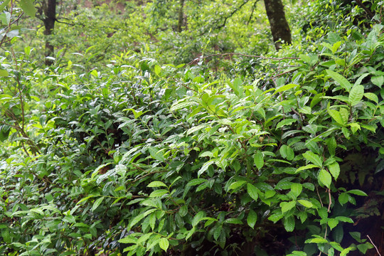 春天的茶树茶叶萌发