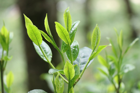 春天的茶树茶叶萌发