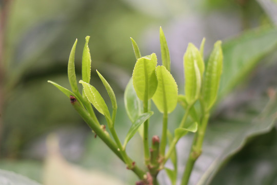 春天的茶树茶叶萌发