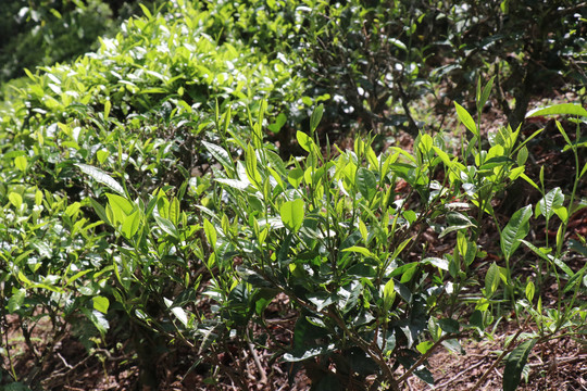 萌发的茶芽春天的茶树茶叶萌发