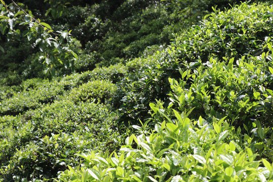 萌发的茶芽春天的茶树茶叶萌发