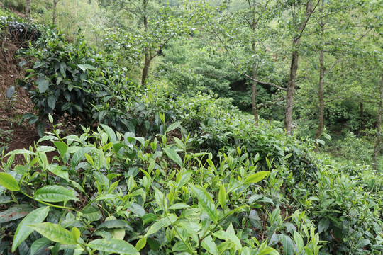 萌发的茶芽春天的茶树茶叶萌发