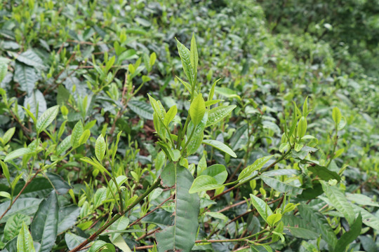 萌发的茶芽春天的茶树茶叶萌发