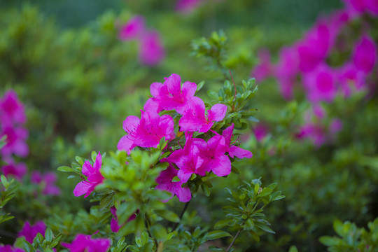 杜鹃花