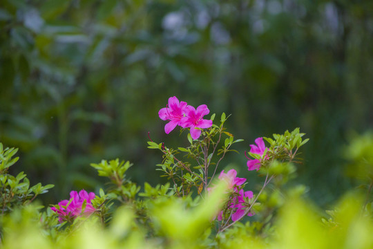 杜鹃花