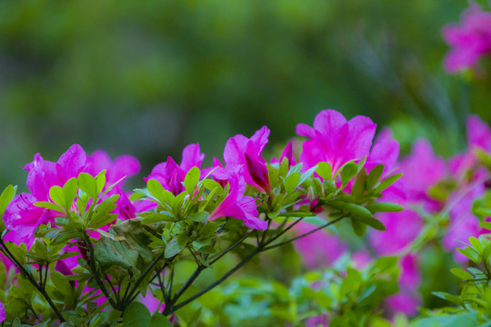 杜鹃花