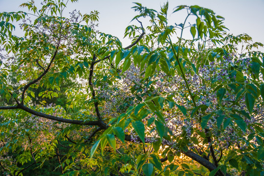 苦楝树开花