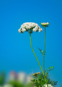 蛇床花