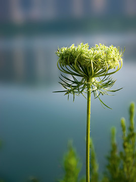 胡萝卜花