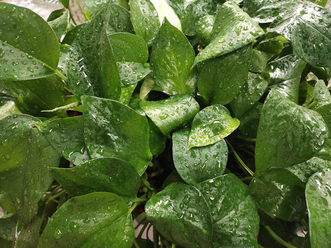 雨后绿萝特写