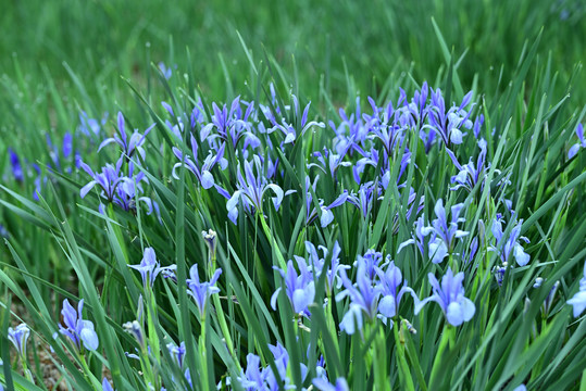 兰花草