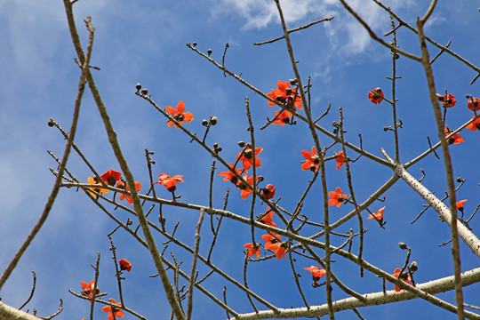 木棉花