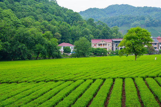 梅家坞龙井茶