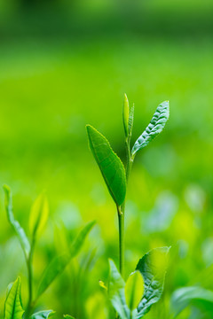 茶芽