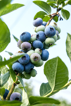 蓝莓满枝头
