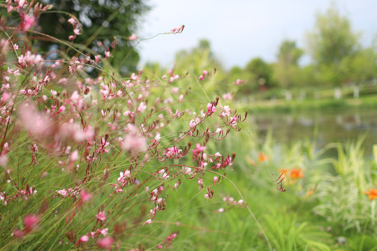 夏季湖畔的花草