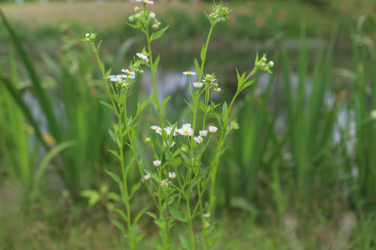 白色小花