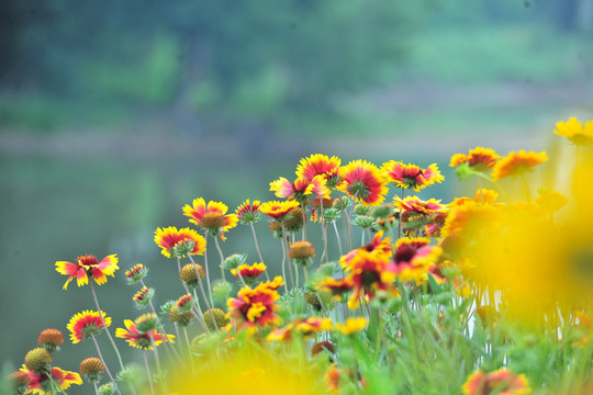 花草背景