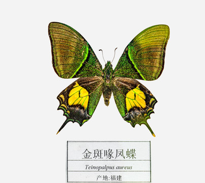 金斑喙凤蝶