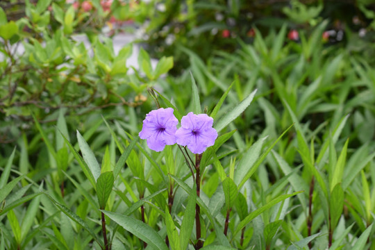 两朵小花