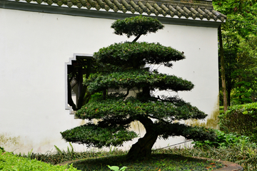 盆景植物