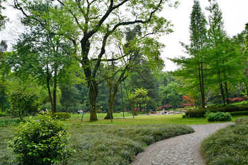 公园绿化小道风景