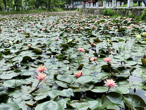 荷花池