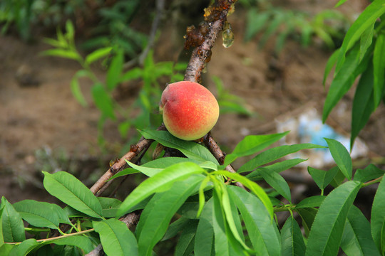 桃胶鲜桃