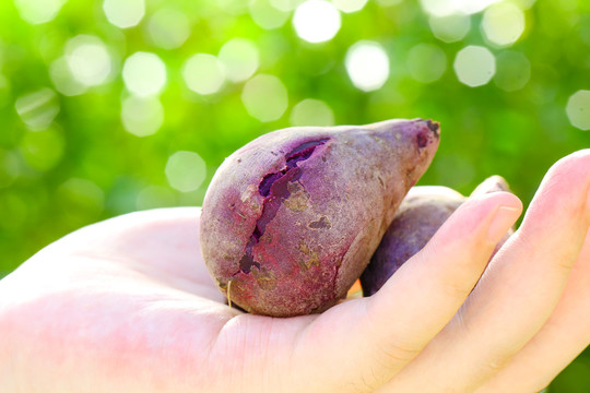 小紫薯