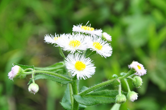 野菊花