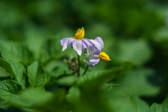 菜园里开花的土豆