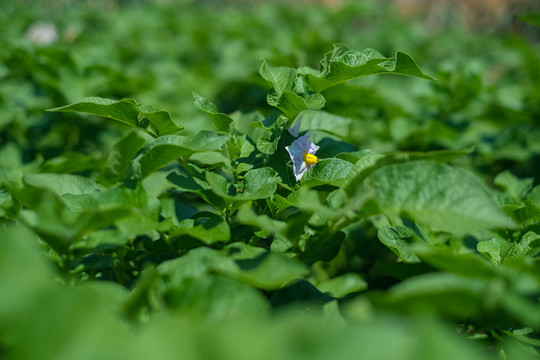 菜园里开花的土豆