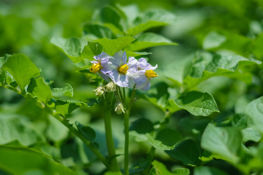 菜园里开花的土豆