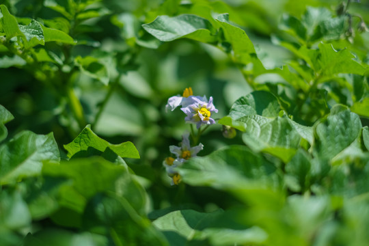 菜园里开花的土豆