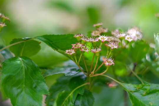 山楂树上的山楂花