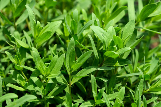 备受胶东人喜爱的珍馐野菜山苜楂