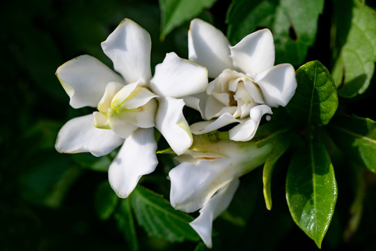 栀子花开