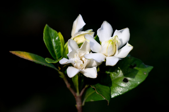 栀子花开