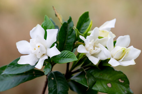 栀子花