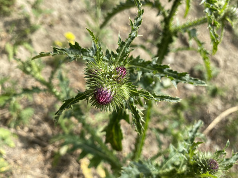 飞廉花