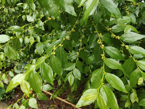 枣树开花