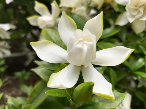 栀子花花儿特写大图