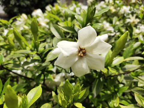 栀子花特写